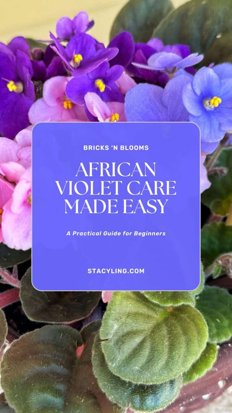 African Violet Care Made Easy A Practical Guide for Beginners Bricks