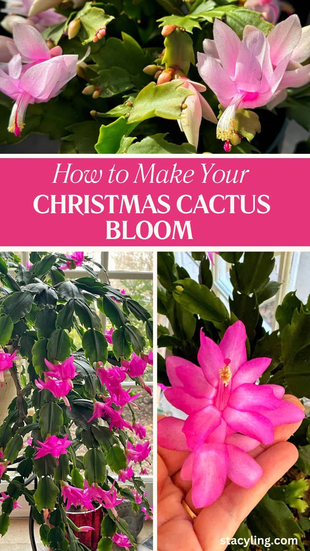 A collage of Christmas cactus plants with pink blooms, featuring close-ups of the flowers and a person holding a blossom, with the text “How to Make Your Christmas Cactus Bloom.”.