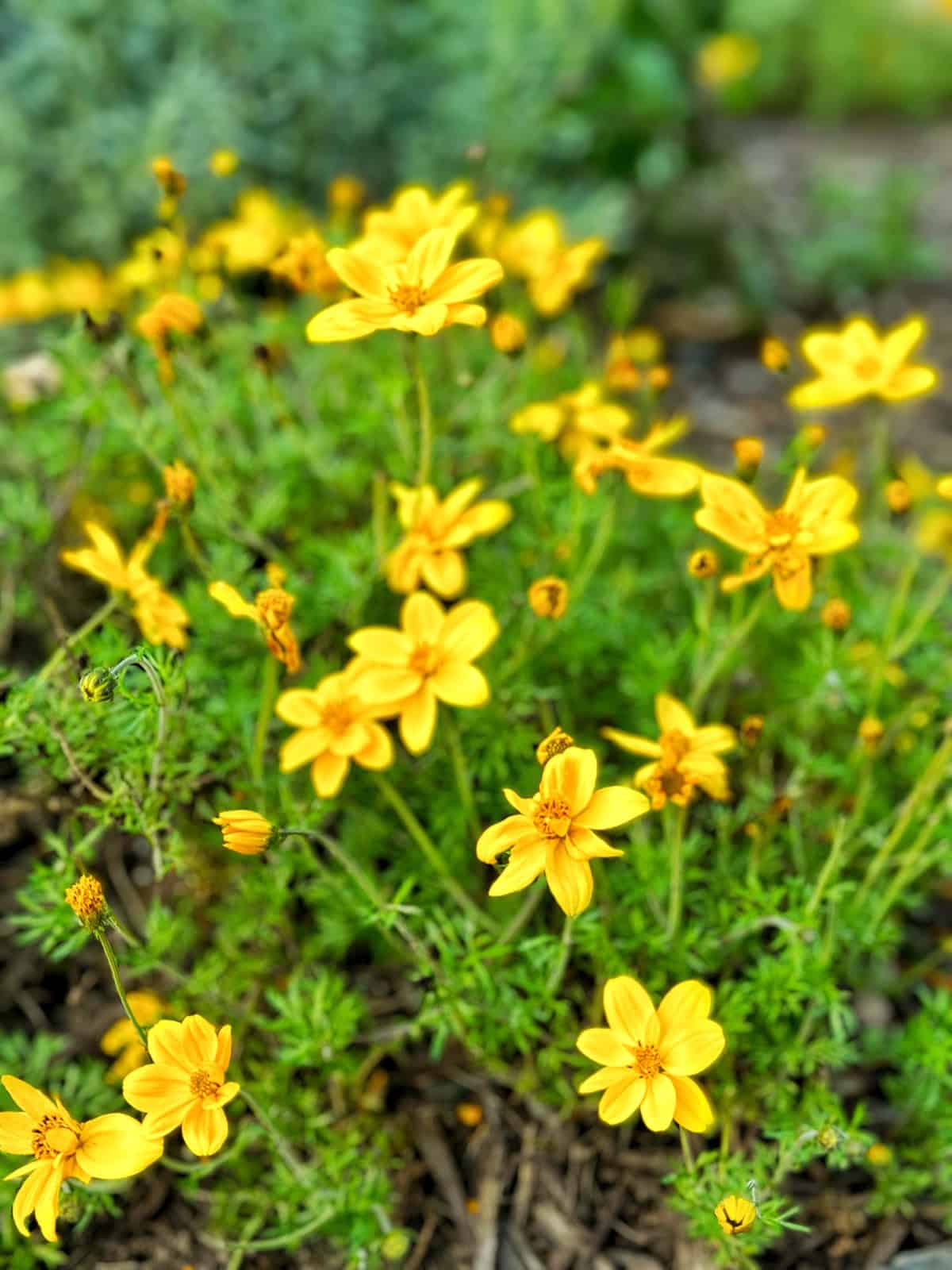 A cluster of vibrant yellow flowers with small, delicate petals and green foliage, growing in a garden bed. The background is softly blurred, highlighting the bright blooms in the foreground.