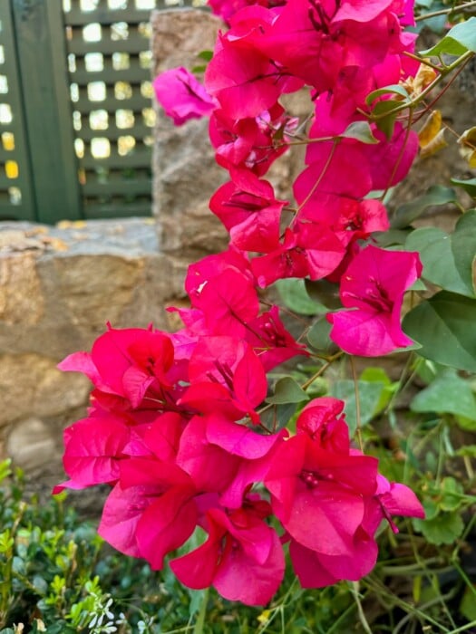 Bright pink bougainvillea flowers with lush green leaves cascade against a stone wall background. The vibrant petals contrast with the textured stone, creating a lively, colorful scene.