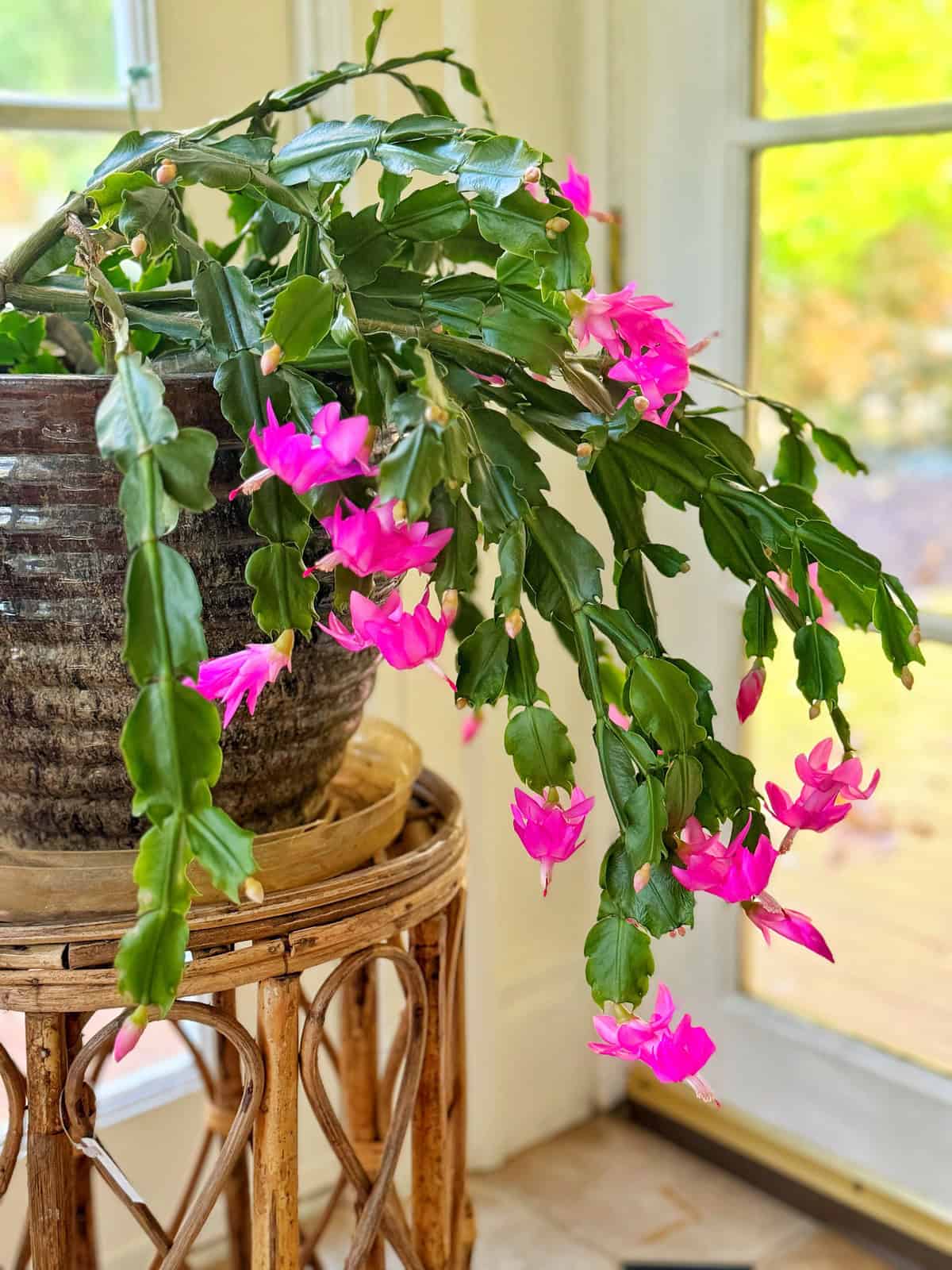 A Christmas cactus with vibrant pink blossoms cascading from its pot sits on a wicker stand by a sunlit window, creating a bright and cheerful scene indoors.