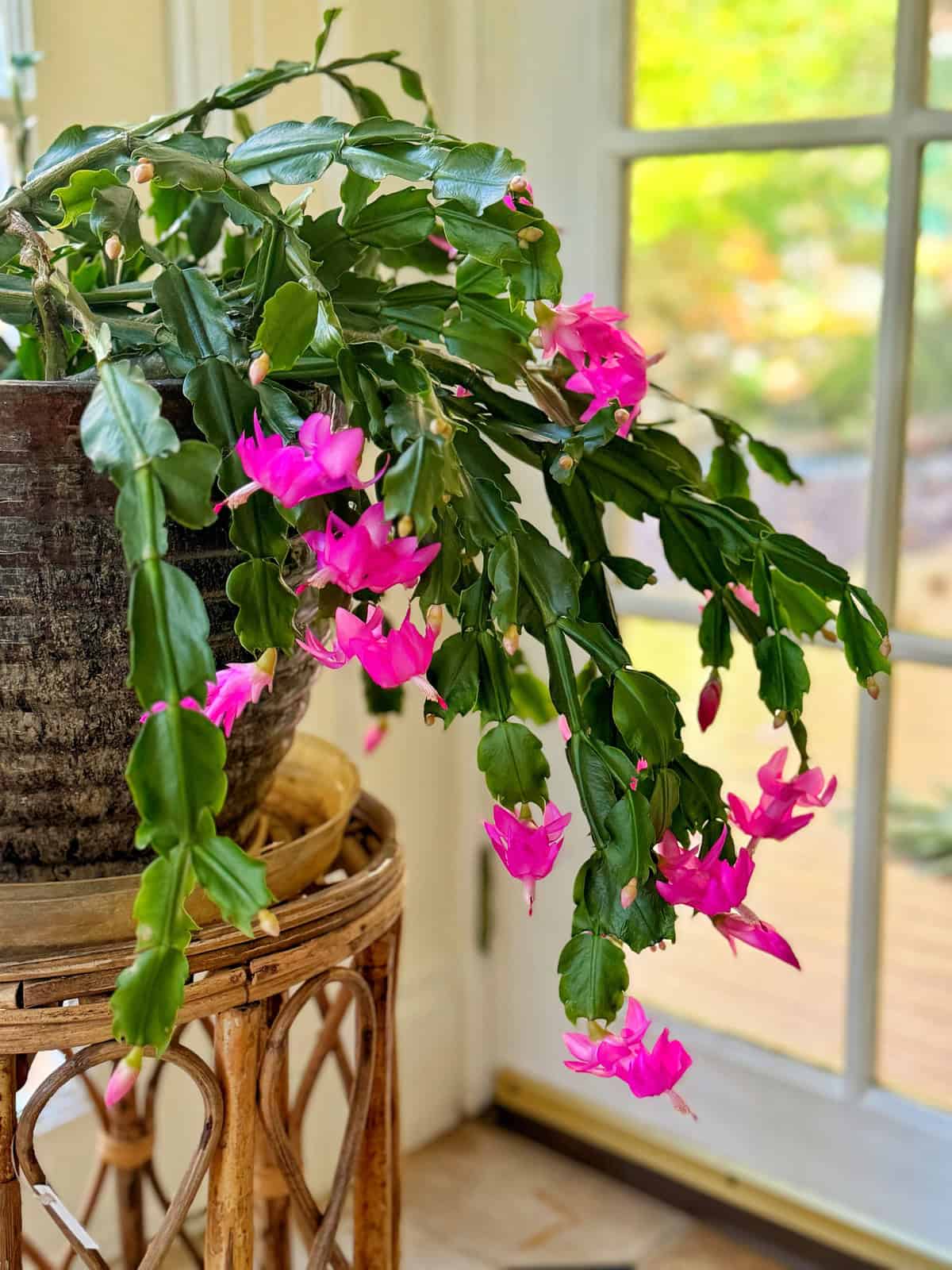 A vibrant Christmas cactus with cascading green leaves and blooming pink flowers in a textured pot on a wicker stand. It is placed beside a sunlit window, creating a serene indoor setting.