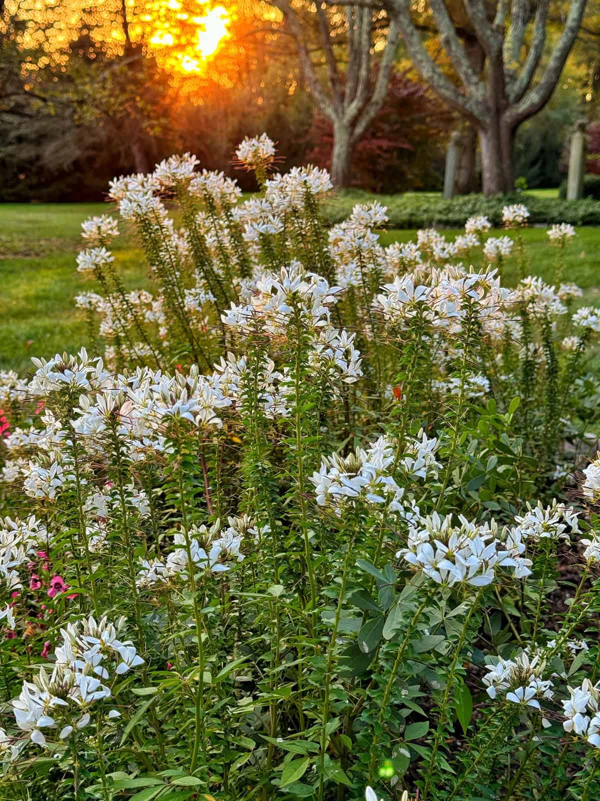 A field of white flowers in full bloom with tall green stems. In the background, a serene sunset casts a warm glow over the scene, with trees silhouetted against the vibrant sky.