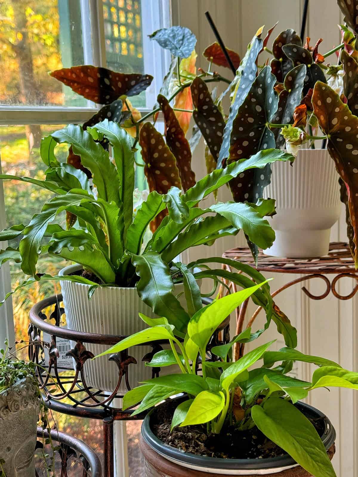 Potted plants on a stand near a window, featuring a Bird's Nest Fern, a Begonia with polka dot leaves, and a third unidentified plant. Sunlight filters through the window, highlighting the plants' vibrant green and brown tones.