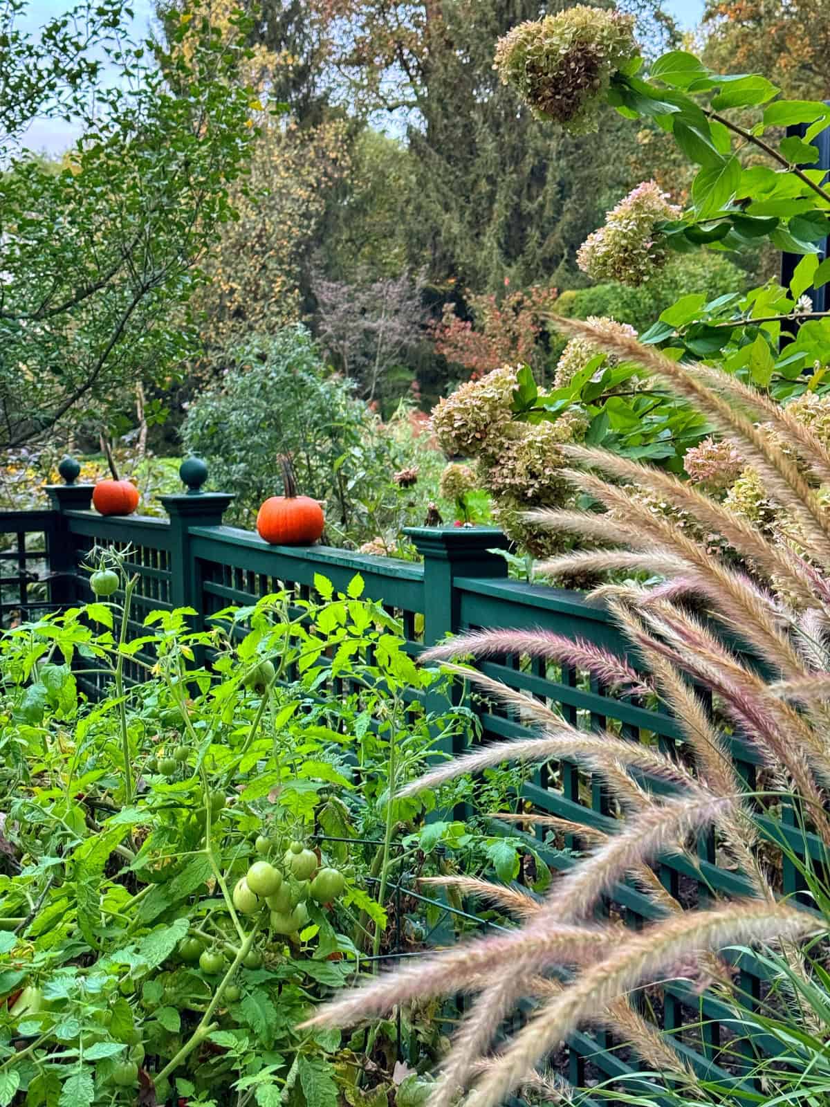 A lush garden with green plants and ripening tomatoes. A dark green fence in the background has small pumpkins placed on it. Ornamental grasses and hydrangeas add texture, while trees are visible in the distance.