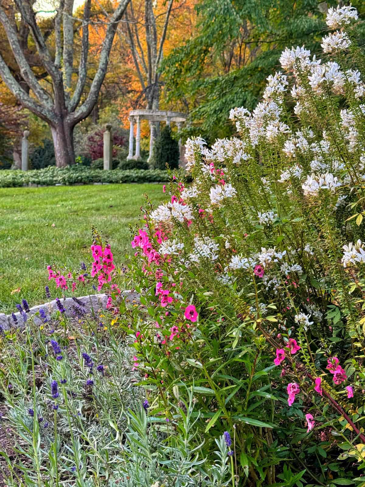 A garden scene with white and pink flowers in the foreground, lavender flowers in the lower left, and green grass. In the background, trees with autumn leaves and a white pergola surrounded by columns are visible.