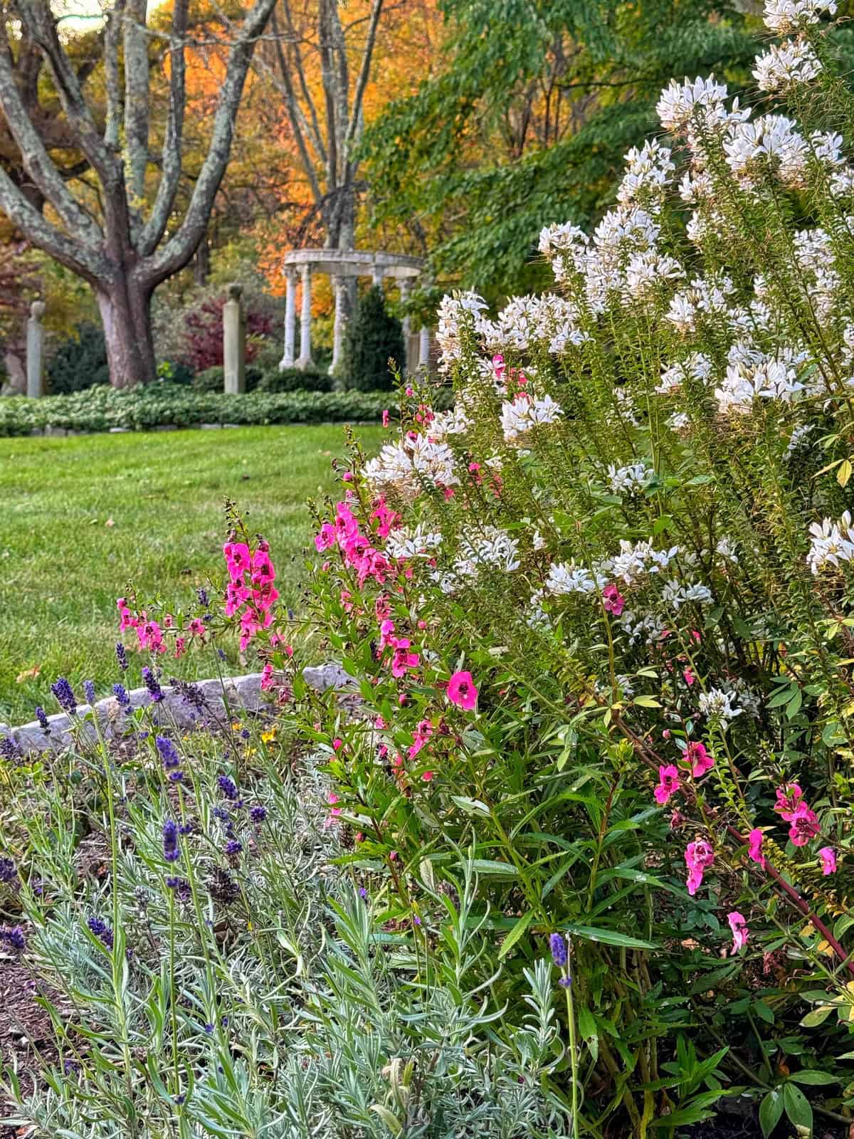A garden scene in autumn with colorful flowers, including white and pink blooms, in the foreground. A grassy area leads to a small white gazebo with trees displaying fall foliage in the background.