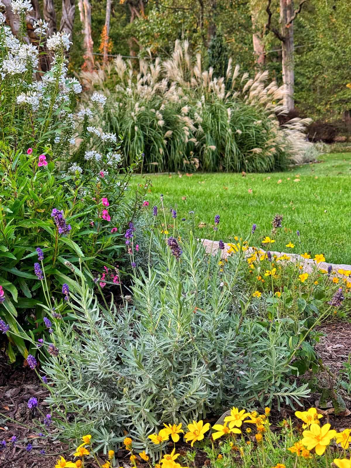 A vibrant garden with various flowers, including lavender, pink, and yellow blooms in the foreground. Lush green grass is visible, bordered by tall ornamental grasses in the background, with trees on the edge.