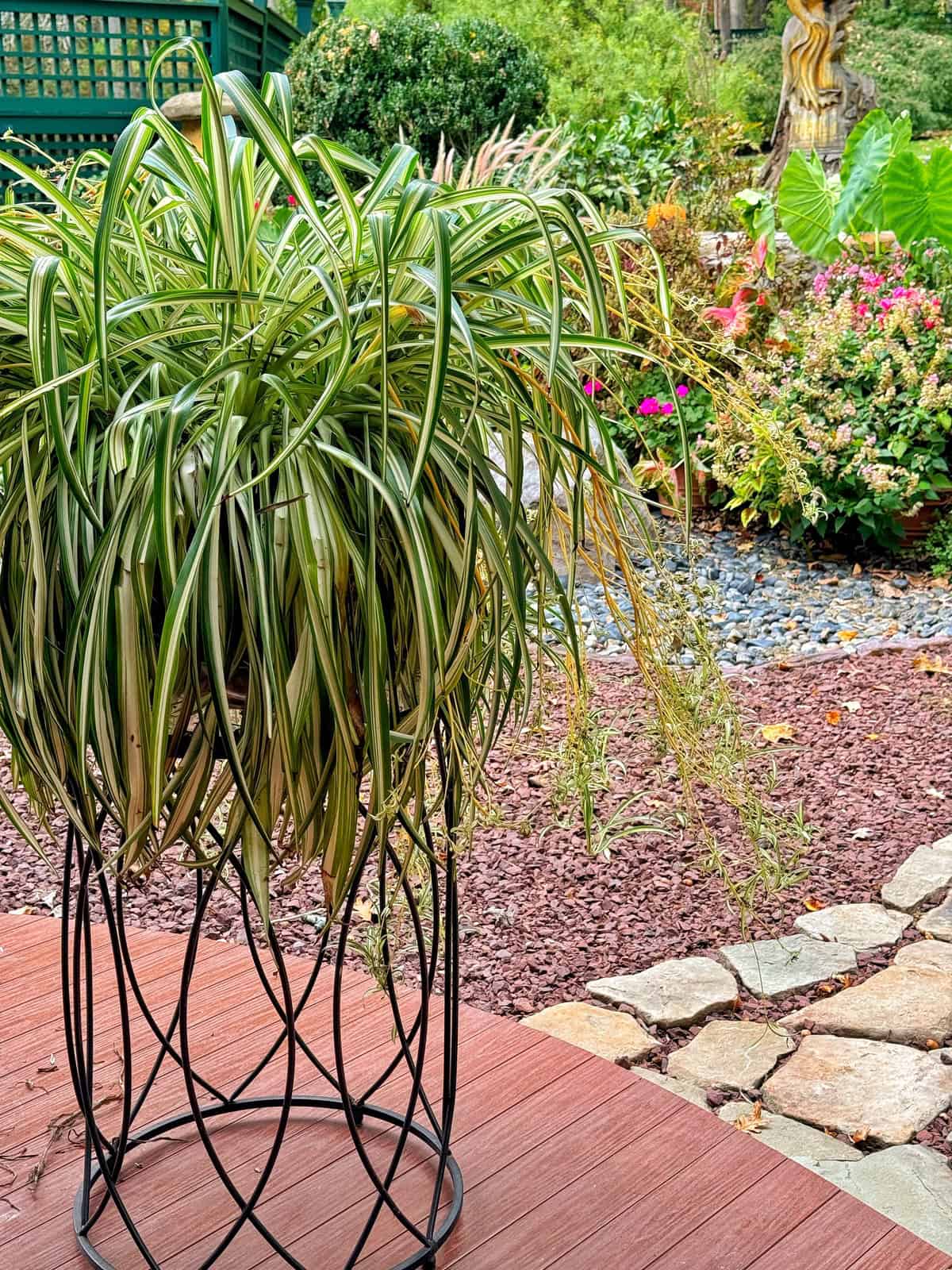 A potted spider plant with long, green-striped leaves sits on a decorative metal stand on a wooden deck. In the background, a garden features various flowering plants and large foliage, with a stone path and brown mulch.