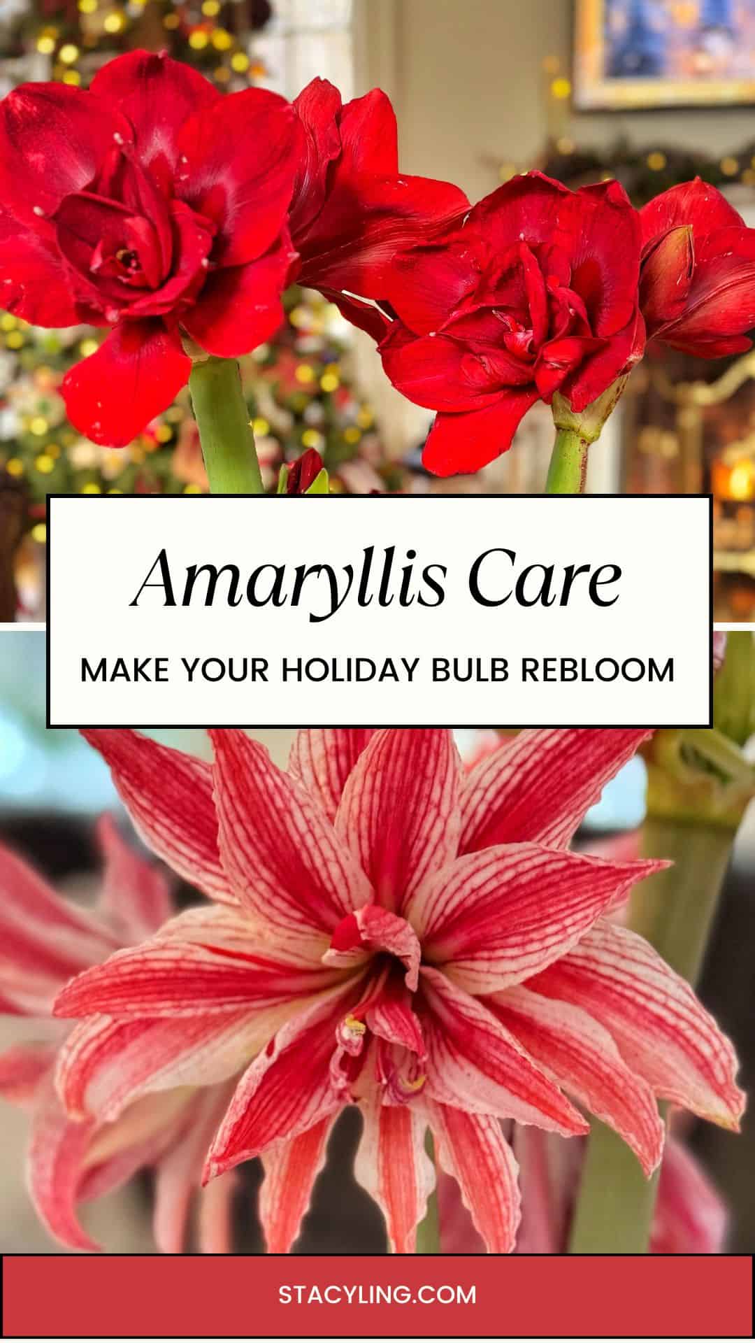 Close-up of vibrant red amaryllis flowers with a festive, holiday background. Below, a pink-striped amaryllis bloom. Text overlay: &ldquo;Amaryllis Care: Make Your Holiday Bulb Rebloom. StacyLing.com.&rdquo;.