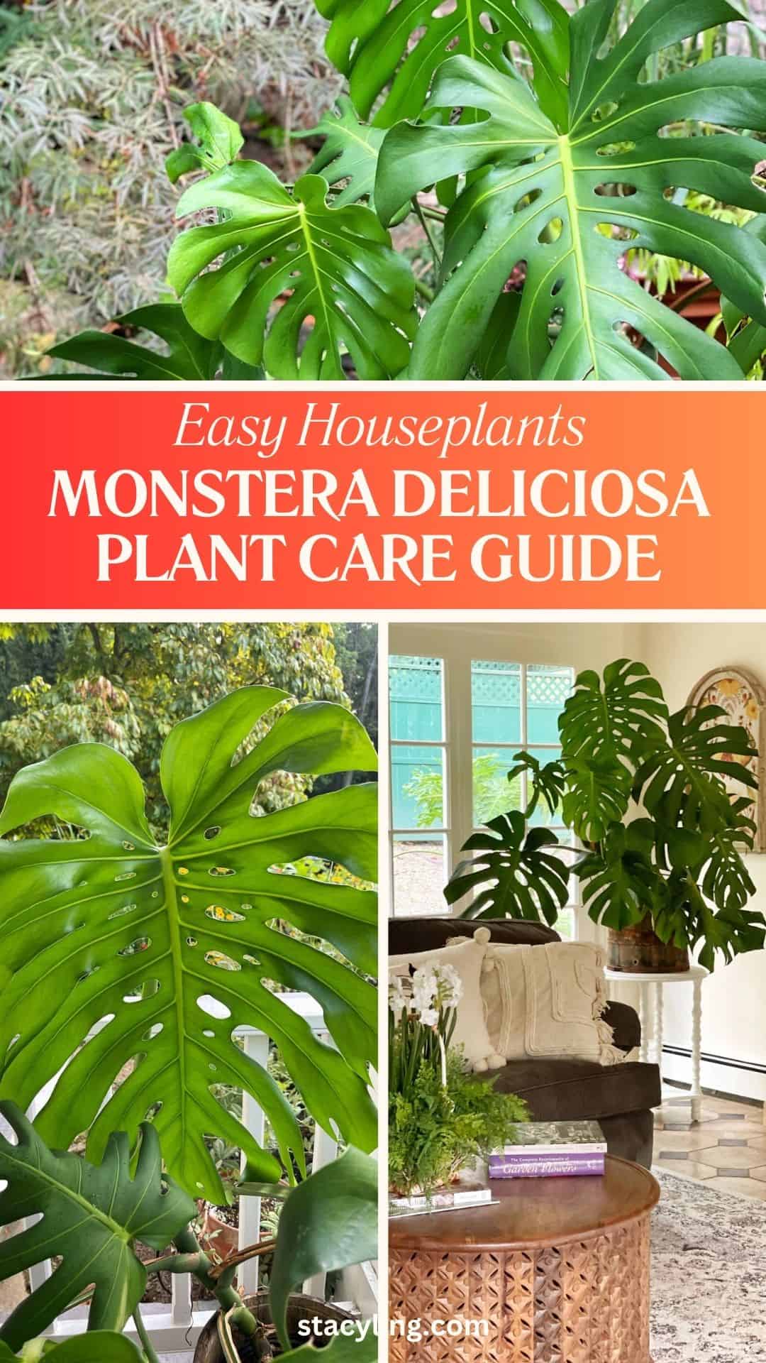 Collage of Monstera deliciosa plants indoors and outdoors, featuring large green split leaves, with the text "Easy Houseplants: Monstera Deliciosa Plant Care Guide" in the center.