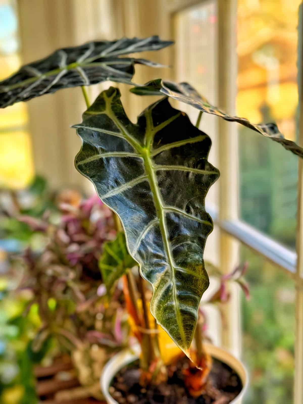 Close-up of a large, glossy green leaf of an Alocasia plant by a sunlit window. The leaf is heart-shaped with prominent white veins. Other plants are visible in the background, adding a lush setting.