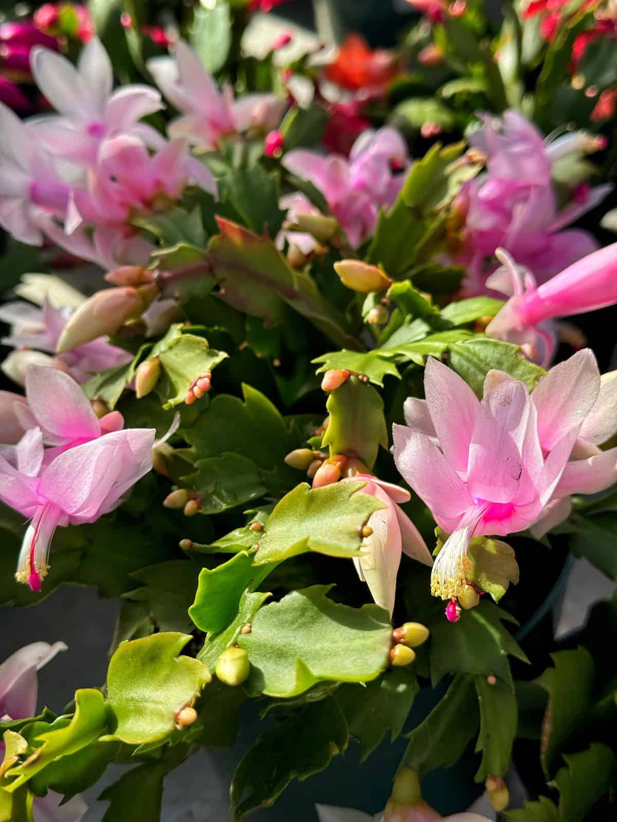 Close-up of a Christmas cactus in bloom, featuring delicate pink flowers with white accents and green jagged leaves. Sunlight highlights the vibrant petals and lush foliage.