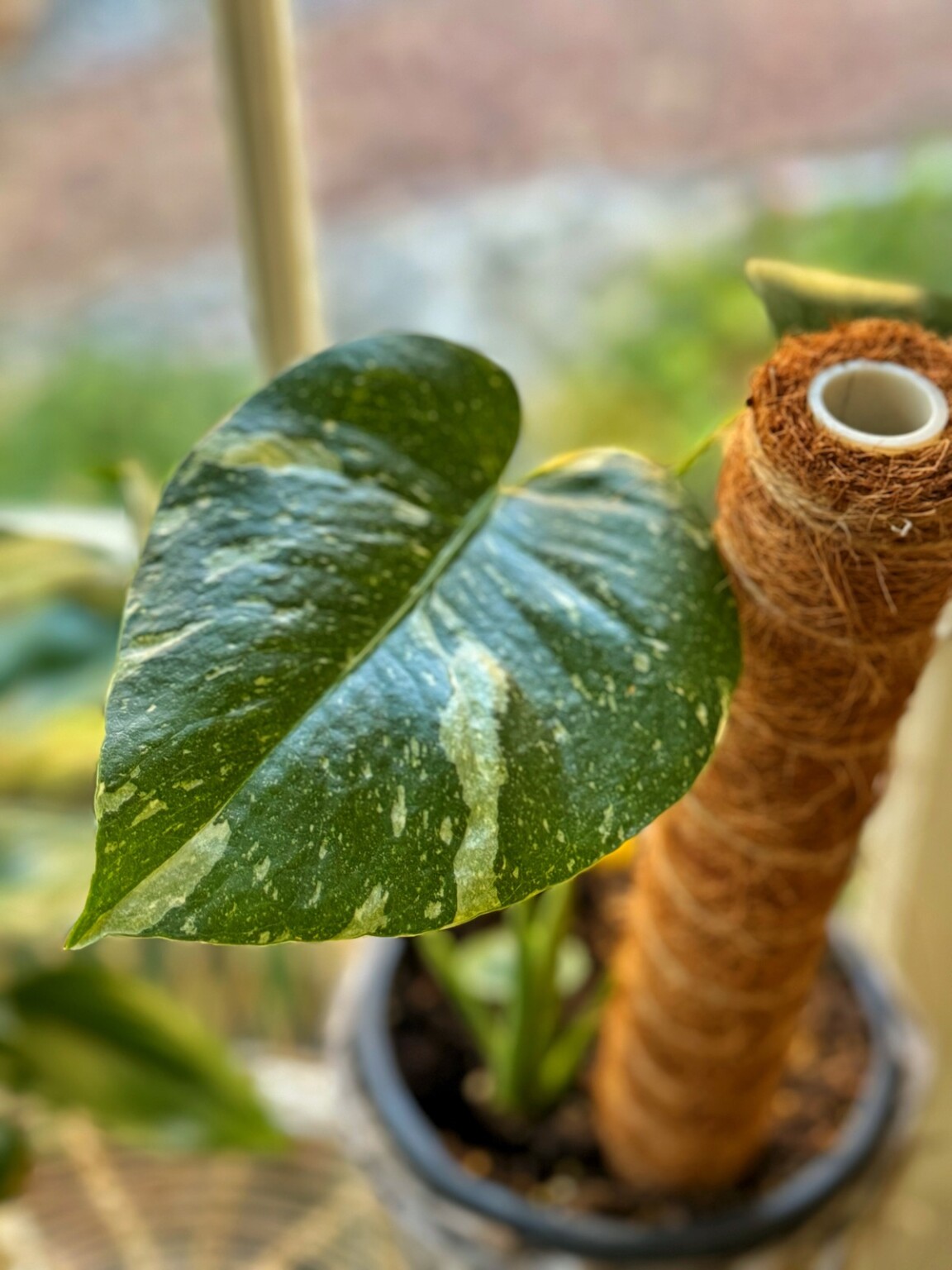 Monstera Thai Constellation Care: How to Keep Your Leaves Gorgeous ...