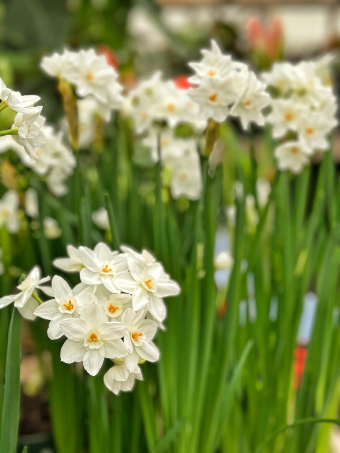 A cluster of white paperwhites flowers with yellow centers blooms amidst green leaves and stems, set against a blurred garden background.