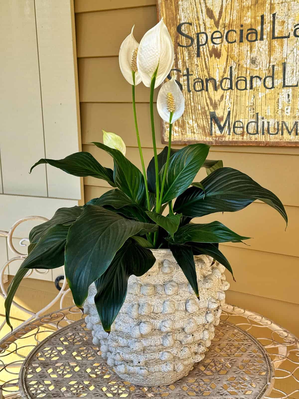 A peace lily with dark green leaves and white blooms in a textured stone pot sits on a decorative metal table. The background features a wooden wall with a vintage sign displaying various text.