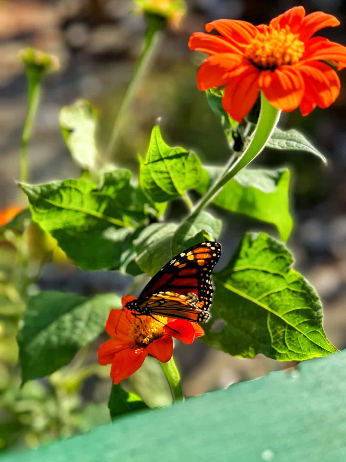 A monarch butterfly rests on a vibrant orange flower, surrounded by lush green leaves. The sunlight casts a warm glow on the scene, highlighting the butterfly's intricate wing patterns and the flower's vivid petals.