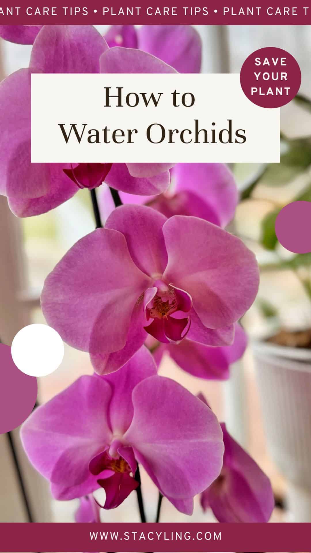 A cluster of vibrant pink orchids with a text overlay reading, "How to Water Orchids," surrounded by small, decorative circles. A "Save Your Plant" badge is on the top right. The website "www.stacyling.com" is at the bottom.