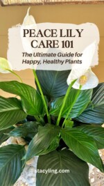 Peace Lily Care 101: Your Guide to Happy, Healthy Plants - Bricks ’n
