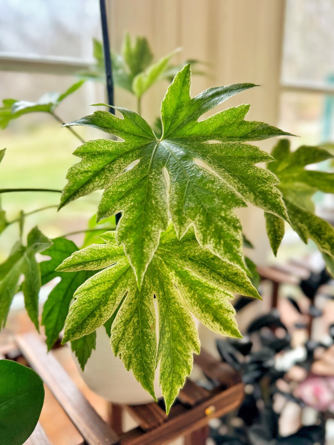 Fatsia Japonica Care The Complete Guide To Growing Japanese Aralia fatsia-japonica-care-the-complete-guide-to-growing-japanese-aralia