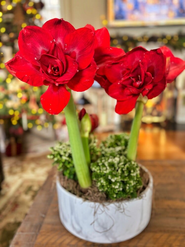 A marble vase holds blooming red amaryllis flowers with green stems, surrounded by small white flowers, set on a wooden table. In the blurred background, there are warm holiday decorations and lights.