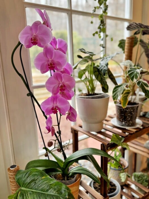 A blooming pink orchid is surrounded by various potted plants on a wooden stand near a window. The vibrant flowers contrast with the green foliage, and soft outdoor light filters through the glass.