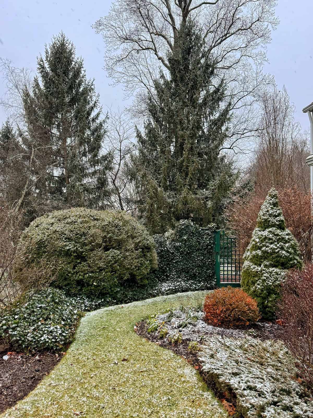 A snowy garden scene with tall evergreen trees, a curved pathway, and bushes dusted with snow. A green gate is partially visible in the background, and the sky is overcast.