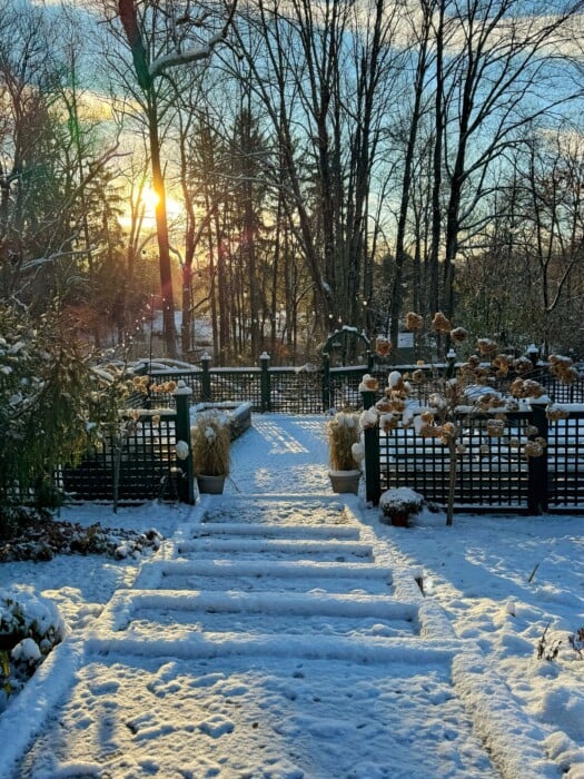A snow-covered garden with a pathway leading through a trellis, surrounded by dried hydrangea flowers. Bare trees and sunlight filtering through create a serene winter scene under a clear sky.
