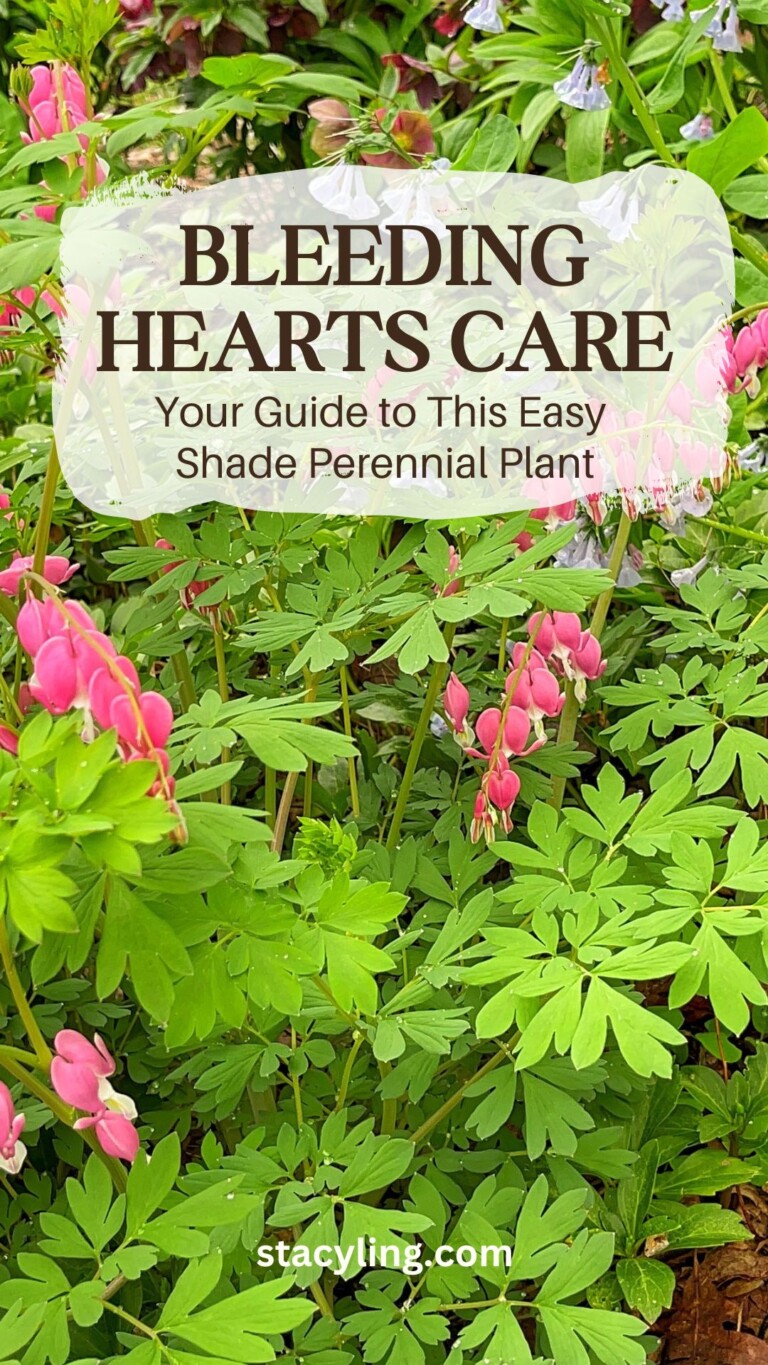 Growing Bleeding Hearts (Dicentra): The Whimsical Shade Perennial ...