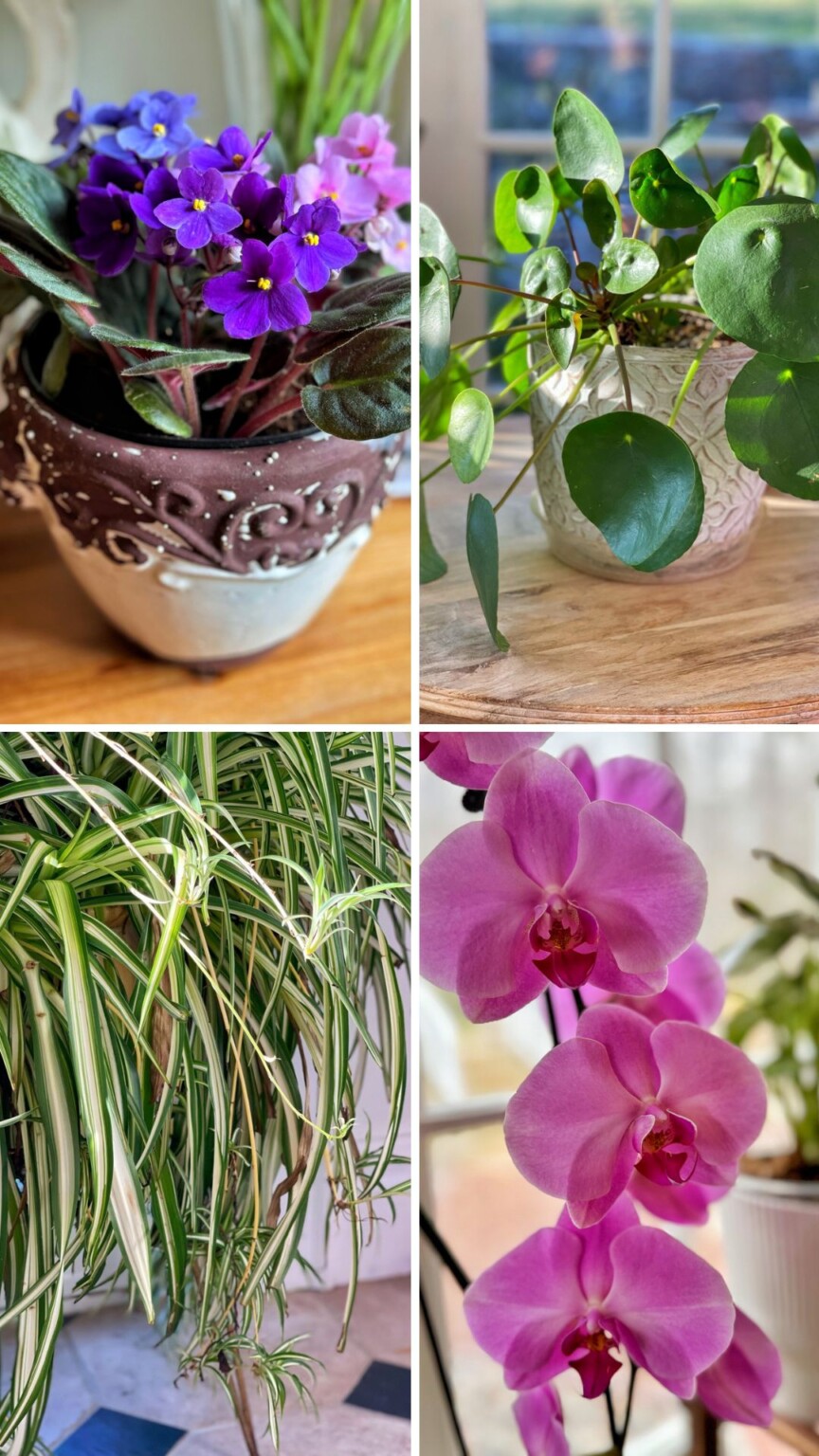 Picture of Purrfectly Safe: Best Cat-Friendly Plants to Enhance Your Home - Bricks ...