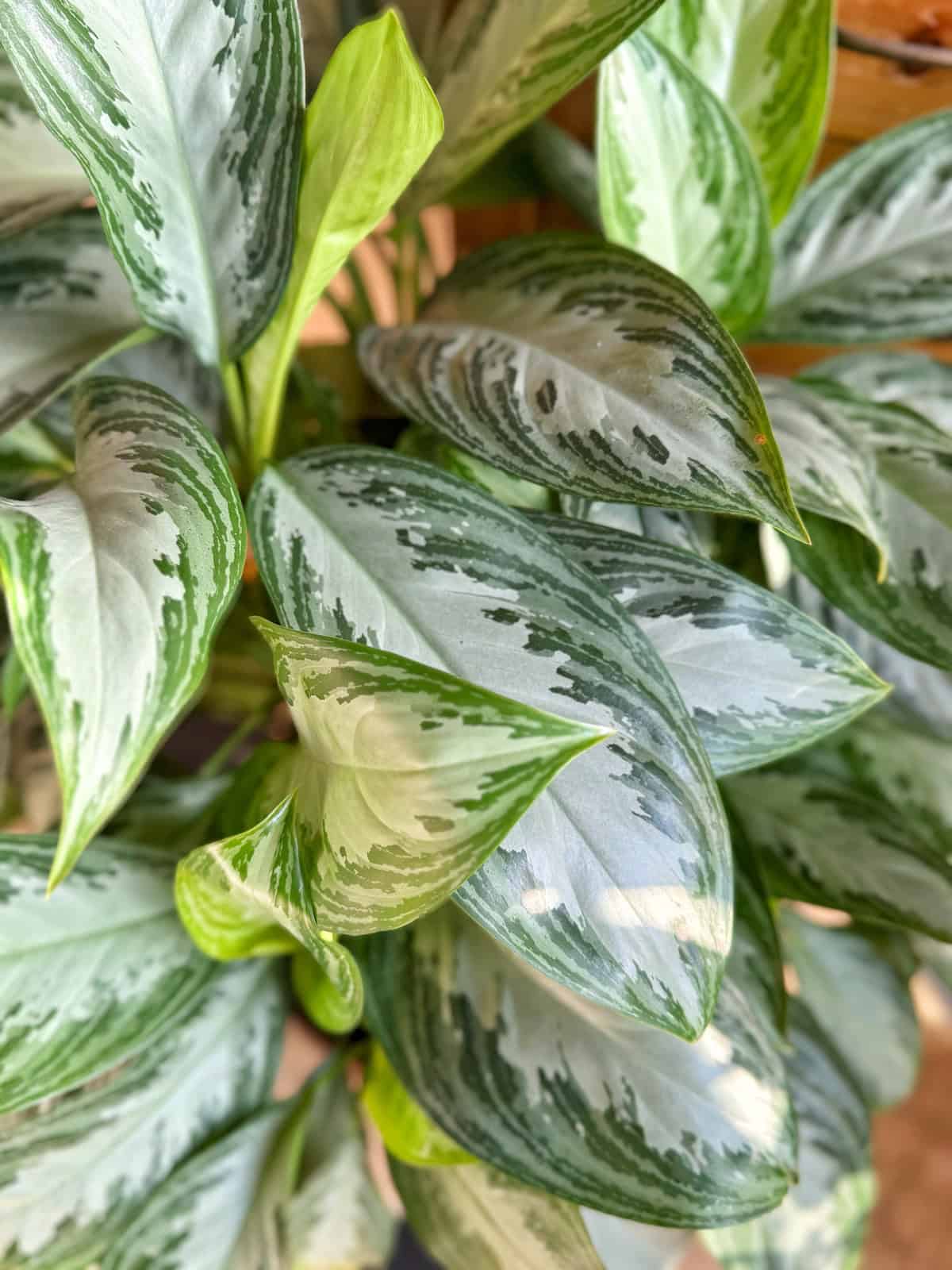 Close-up of lush green and silver variegated leaves of an Aglaonema plant. The leaves exhibit a striking pattern with dark green edges and lighter silver patches, creating a vibrant, natural display.