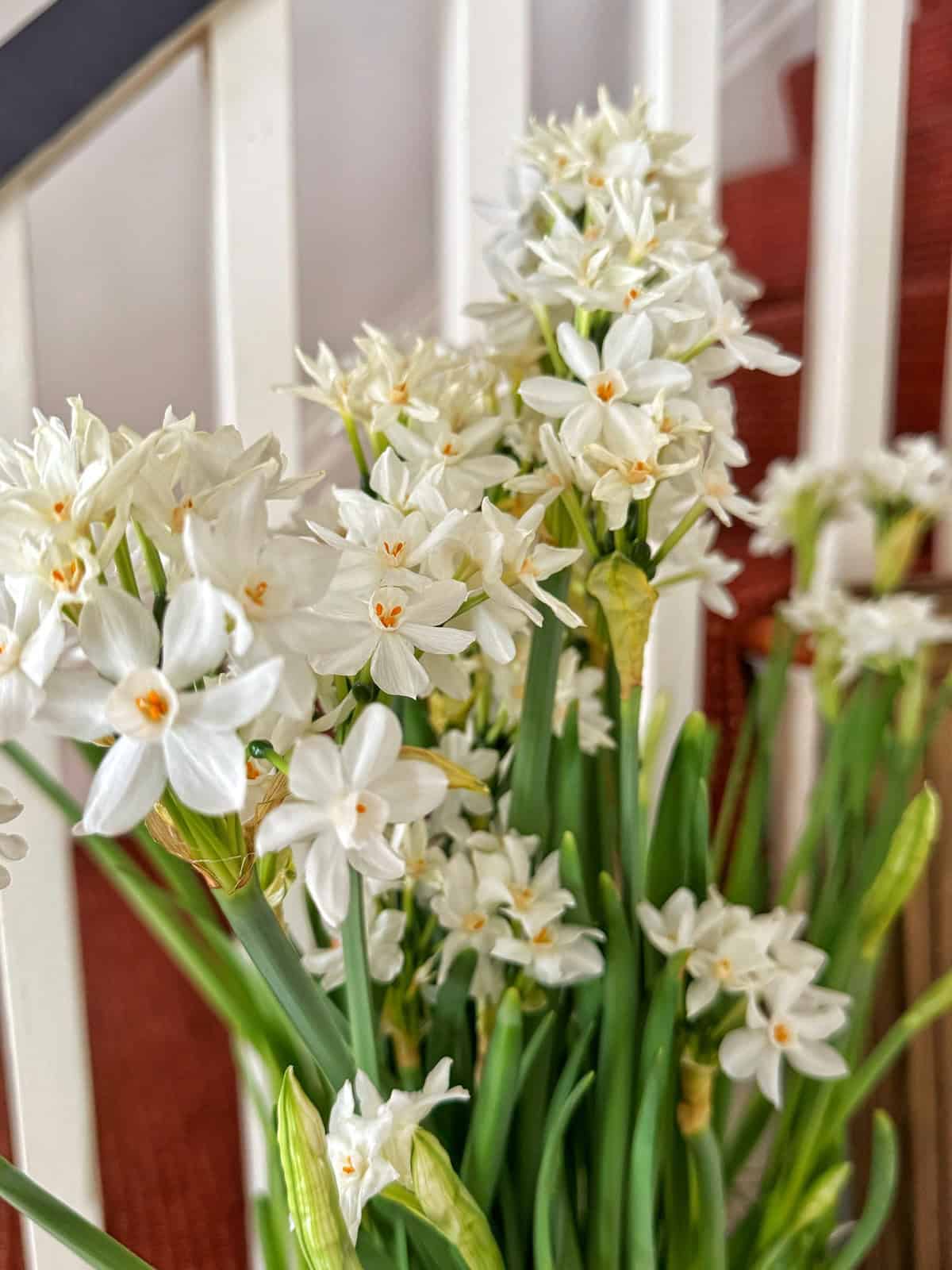A cluster of delicate white flowers with yellow centers, possibly paperwhites, is in focus. They are set against a background of a staircase with red carpeted steps and white railings.