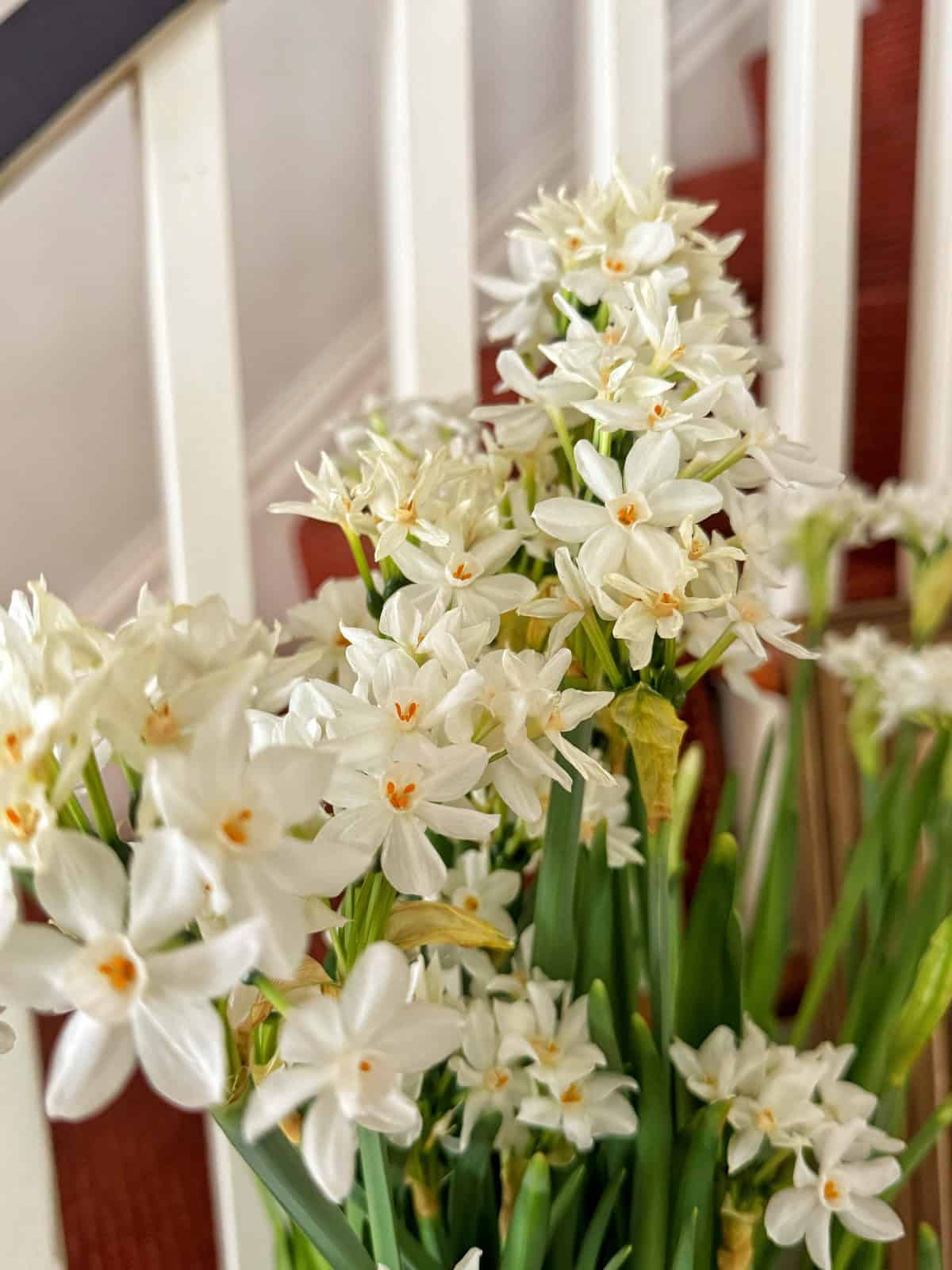 A cluster of white paperwhite narcissus flowers blooms, with delicate elongated petals and yellow centers. The flowers are set against a backdrop of green stems and a stair railing, adding a soft, elegant touch to the scene.