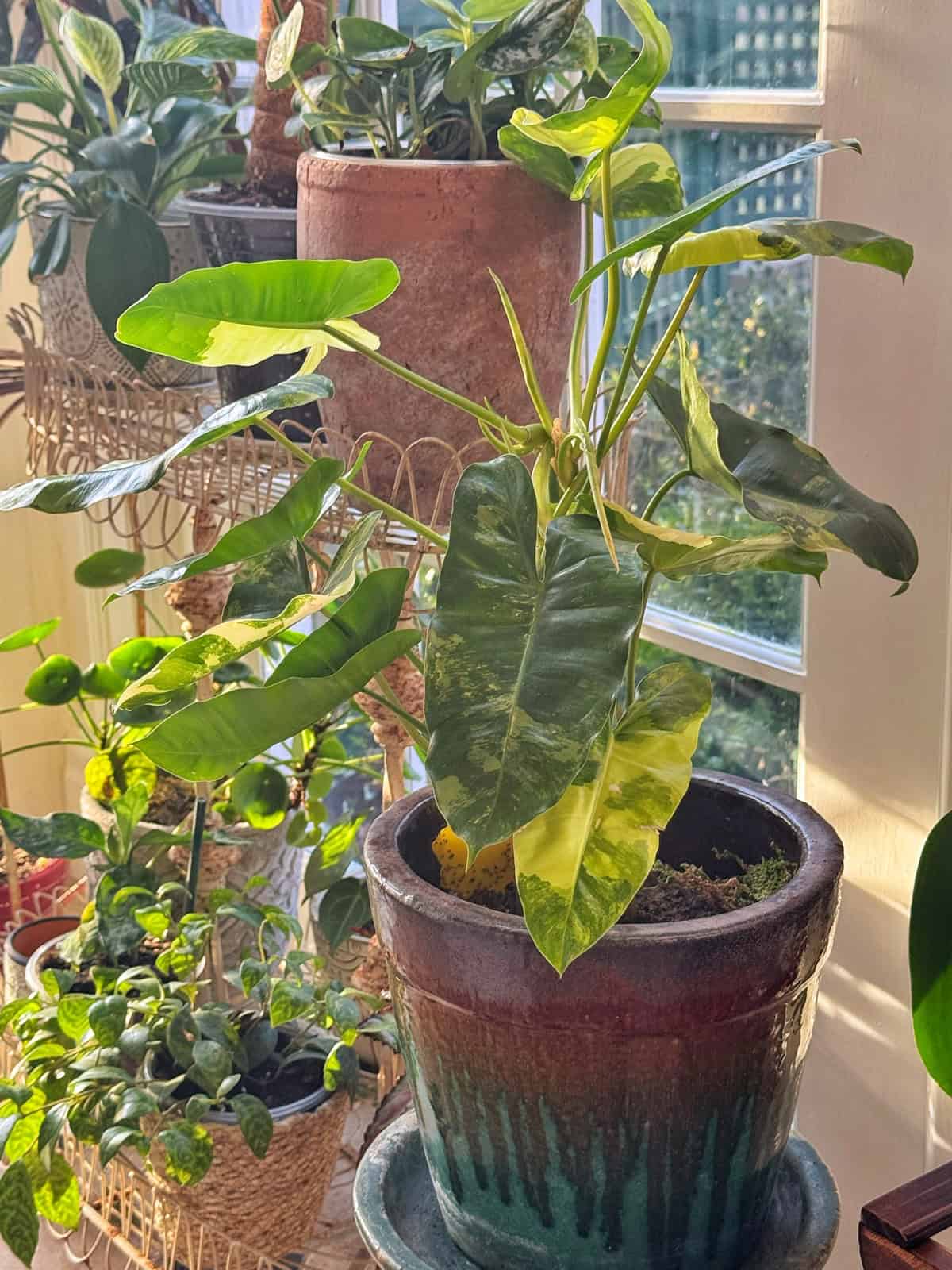 Sunlit indoor plants, including a large green potted plant with broad leaves, sit near a window. The sunlight casts warm, natural light on the foliage, highlighting the rich greens and hints of yellow. Baskets holding smaller plants are visible in the background.