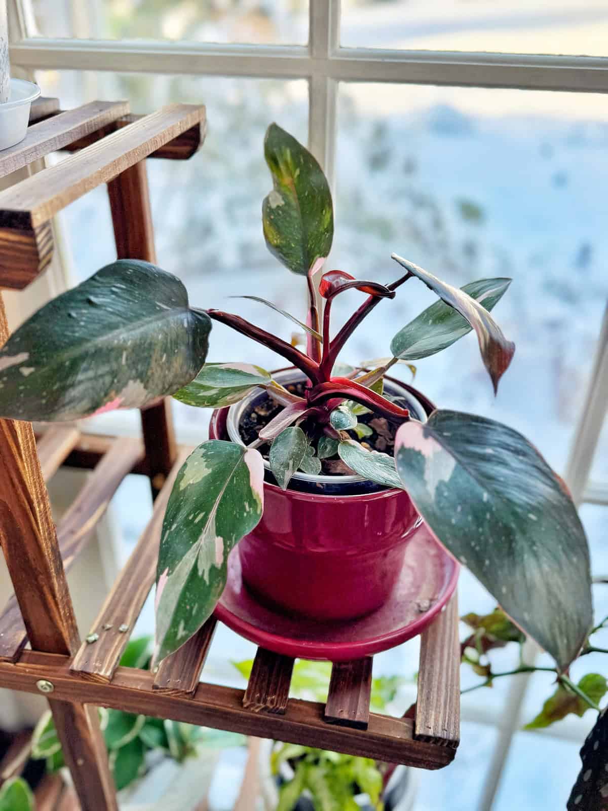 A variegated plant with dark green and pink leaves in a red pot on a wooden shelf. The shelf is positioned by a window, allowing natural light to illuminate the plant. The background shows a blurred outdoor scene.