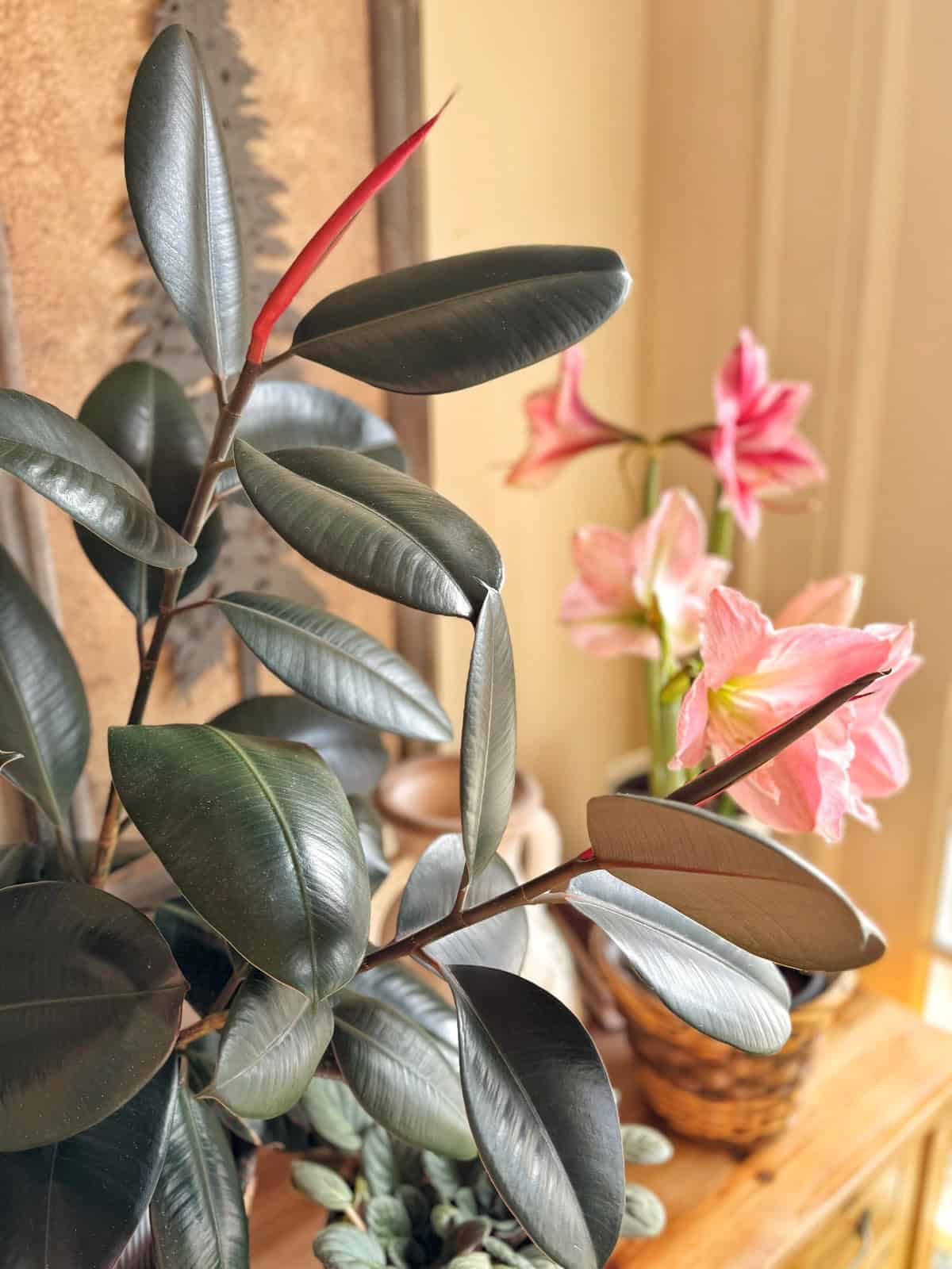 A rubber plant with glossy dark leaves sits on a wooden surface beside pink amaryllis flowers in a basket. Sunlight streams through a nearby window, illuminating the plants and casting gentle shadows on the wall.