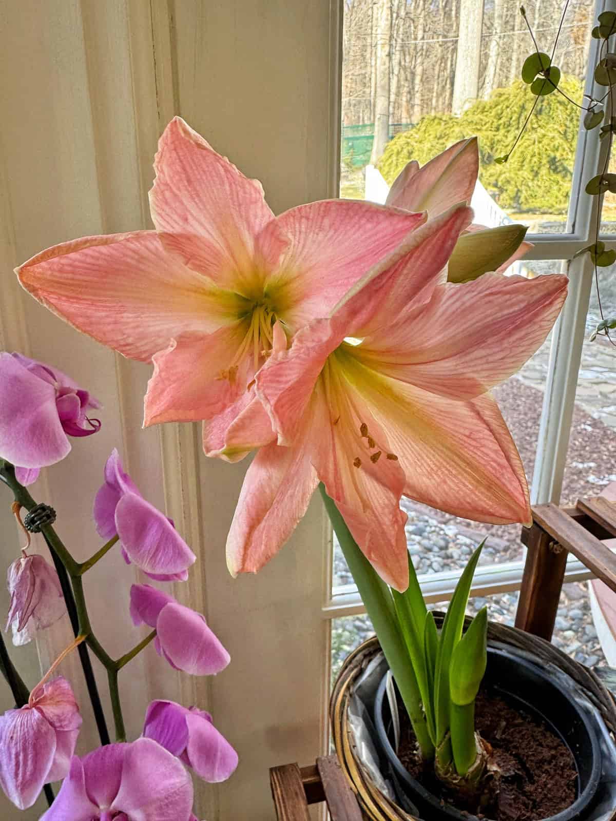 A blooming pink amaryllis with large petals called sweet star sits in a pot by the window, alongside light purple orchids. Sunlight streams through the window, illuminating the vibrant flowers and the green foliage outside.