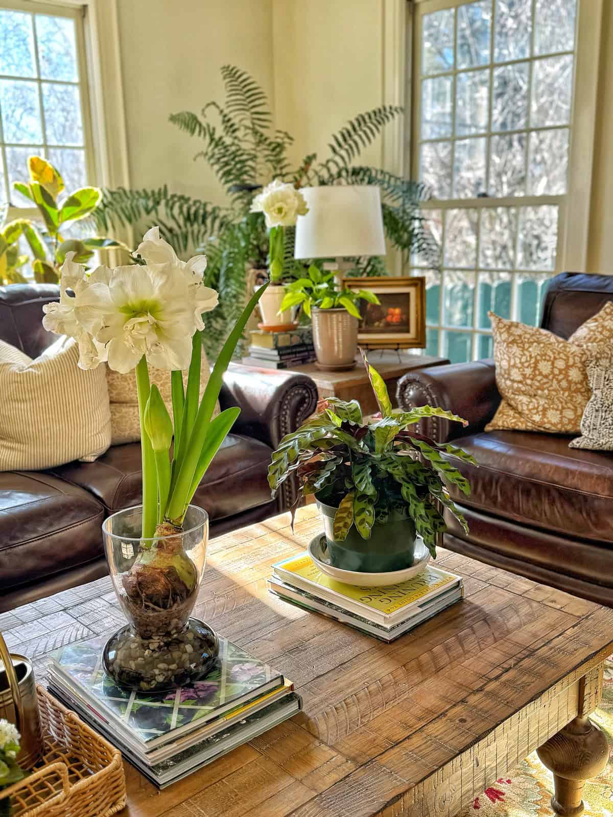 A cozy living room with leather sofas and a wooden coffee table. The table has a vase with blooming amaryllis flowers and a potted plant on top of stacked books. Large windows in the background let in bright sunlight, illuminating the space.