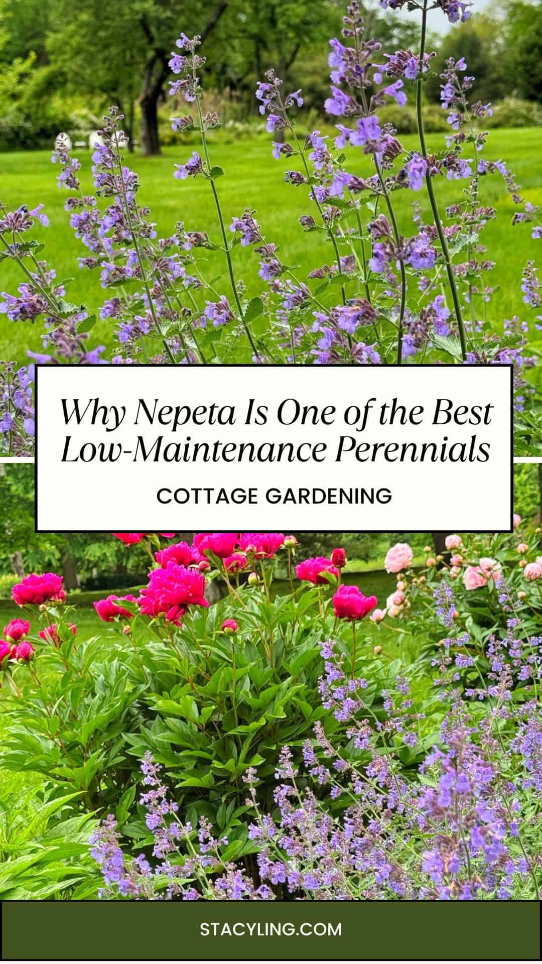 Purple nepeta, also known as catmint, blooms in a green garden, with a lower section showing nepeta and bright pink flowers. Overlaid text reads: "Why Nepeta Is One of the Best Low-Maintenance Perennials - Cottage Gardening.