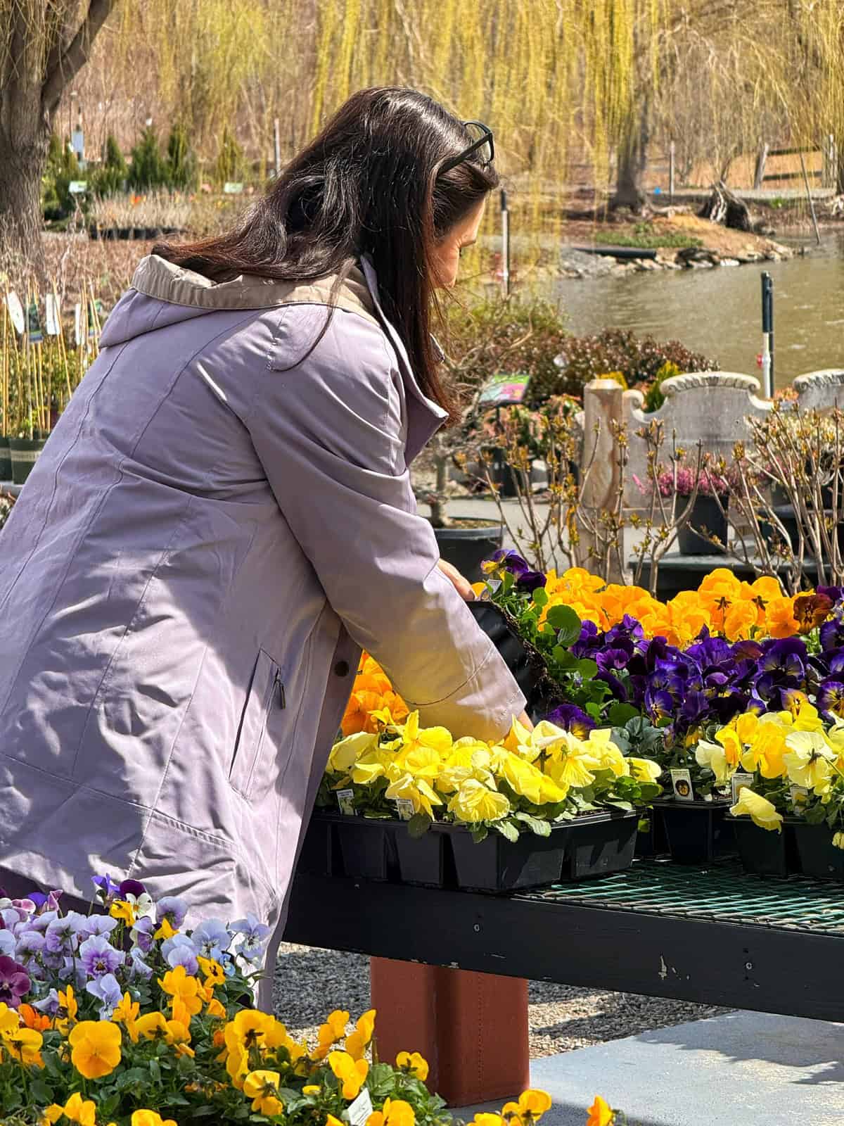A woman in a light coat selects flowers from trays of yellow and purple pansies at an outdoor market. She is near a pond, with willow trees and stone statues in the background.