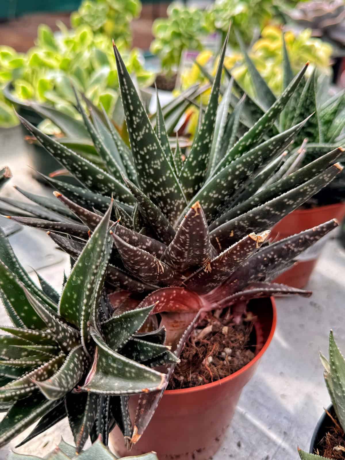 Close-up of a potted spiky succulent with dark green leaves and white speckles, surrounded by other green plants. The plant is in a small brown pot on a light-colored surface.