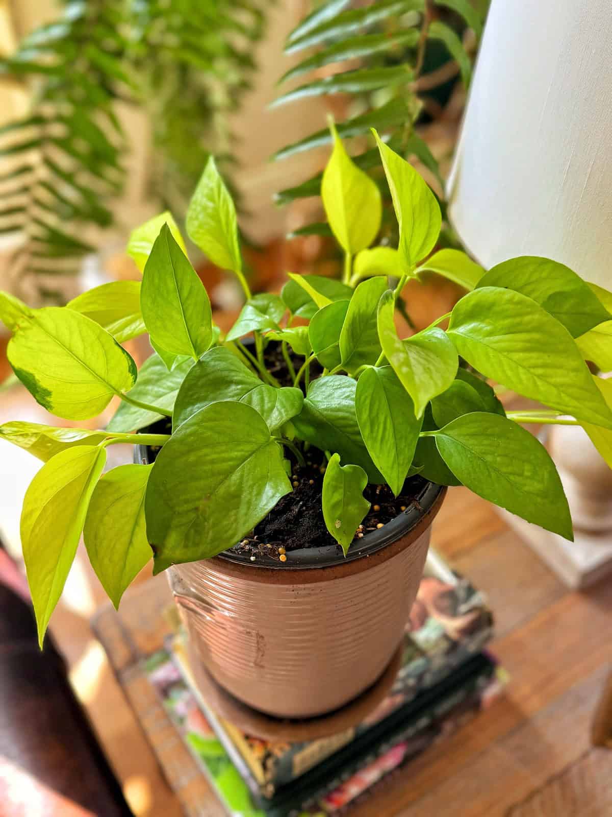 A vibrant pothos plant with glossy green leaves sits in a brown pot on a stack of books. Sunlight illuminates the leaves, casting soft shadows. Surrounding the plant are glimpses of other greenery, adding to the lush atmosphere.