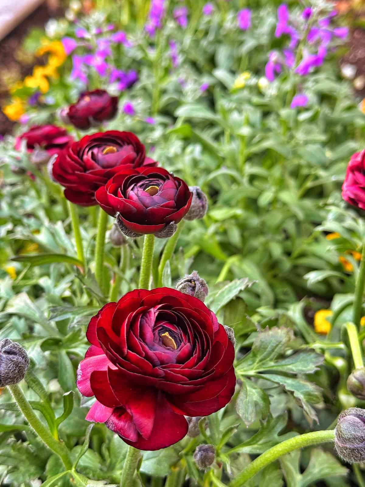 Close-up of vibrant red ranunculus flowers blooming amid green foliage, with blurred purple and yellow flowers in the background. The scene captures a lush and colorful garden in full bloom.