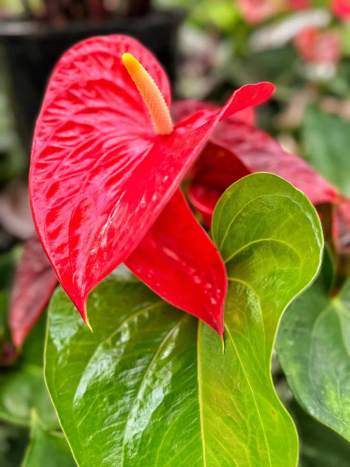 Close-up of a vibrant red anthurium flower with a shiny, textured surface and a prominent yellow spadix. Below, glossy green leaves contrast with the bright red petals. The background is softly blurred with shades of green and red.
