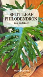 Split Leaf Philodendron Care Made Easy - Bricks ’n Blooms with Stacy Ling