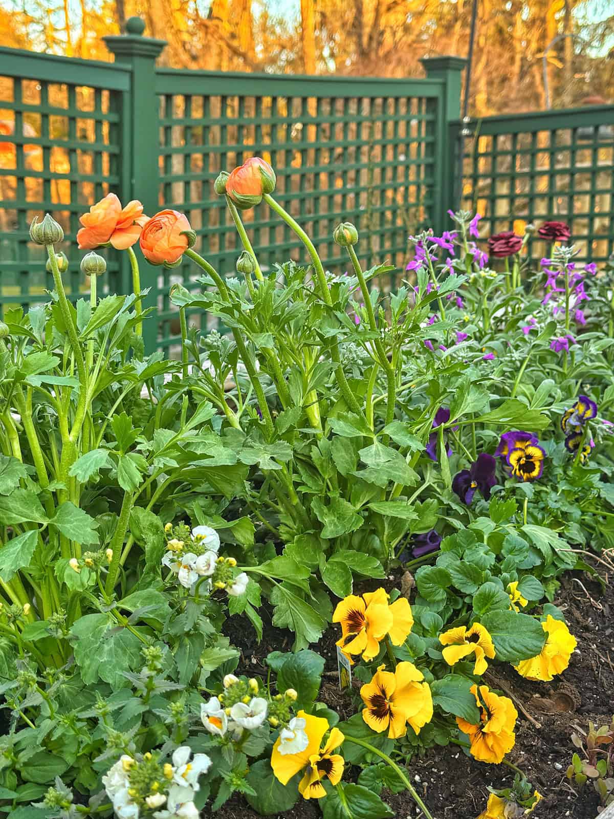 A vibrant garden with orange ranunculus, yellow and purple pansies, and white flowers. Green foliage fills the foreground, and a green lattice fence is visible in the background against a warm, golden light.
