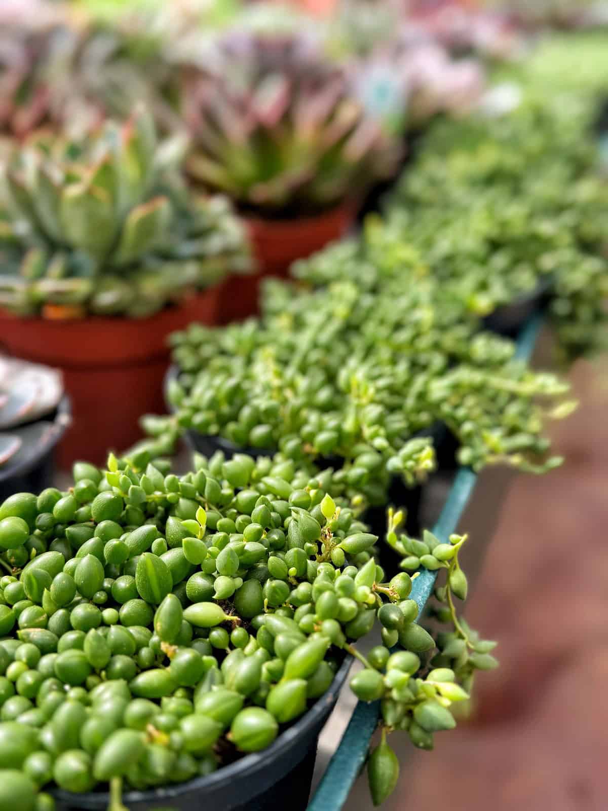 A close-up of a row of potted succulents, featuring prominently a pot of cascading string of pearls plant with small, round green leaves. Blurred background shows more succulents in various shapes and colors.