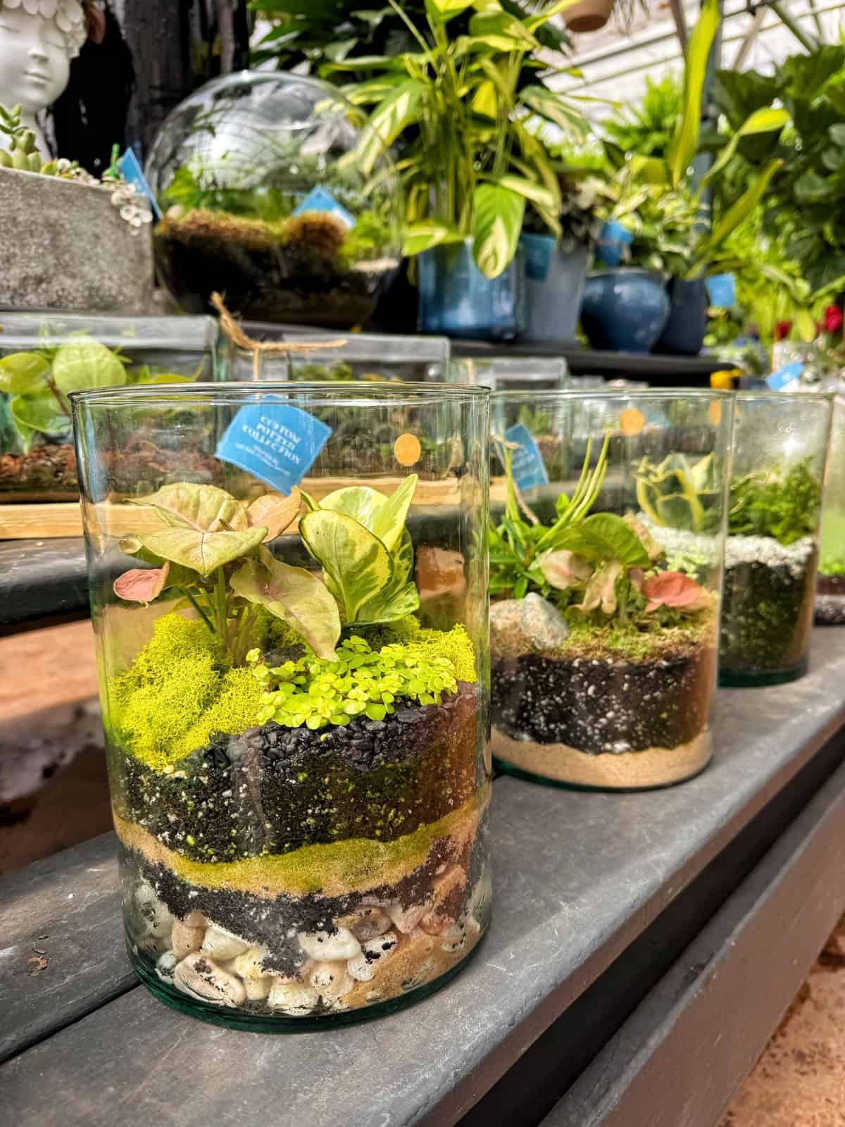 A row of glass jars containing layered terrariums with various plants and mosses, displayed on a shelf in a greenhouse. In the background, potted plants and a glass sphere terrarium are visible.