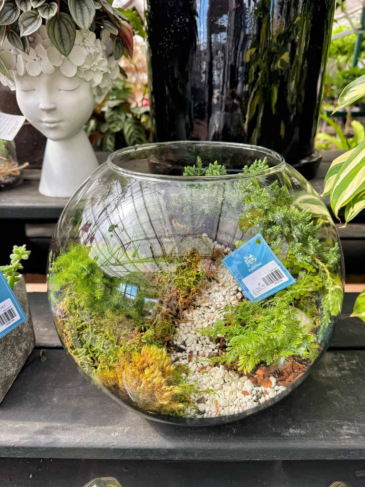 A glass terrarium bowl contains various green plants and white pebbles, displayed on a wooden surface. Nearby, there is an artificial plant arrangement in a human head-shaped pot, partially visible in the background.