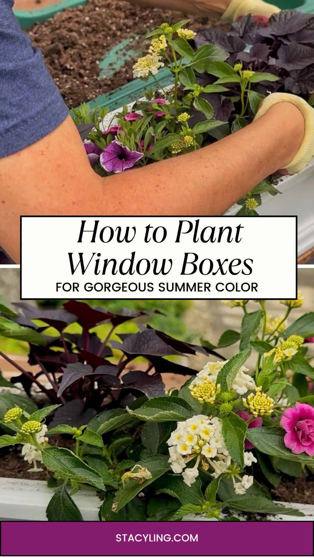 A person plants colorful flowers, including purple and white blooms, in window boxes filled with soil. The project adds vibrant summer decor. Text overlay reads "How to Plant Window Boxes for Gorgeous Summer Color.